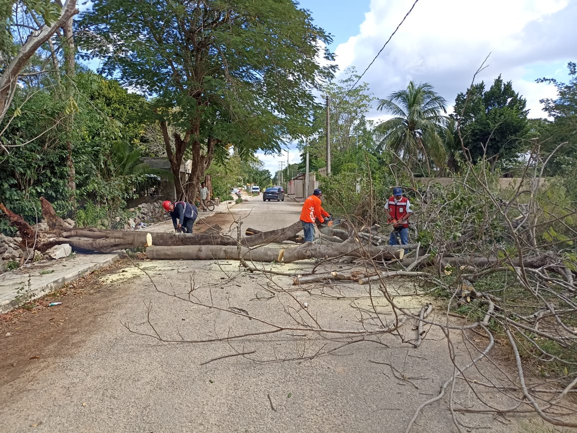 Estas labores forman parte del trabajo permanente de la Dirección de Protección Civil Municipal, cuyo personal se mantiene en constante vigilancia y atención para responder de manera eficaz ante cualquier eventualidad, priorizando en todo momento la seguridad y el bienestar de los habitantes de Calkiní.